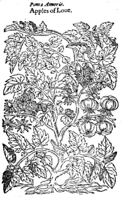 A woodcut drawing from John Gerarde’s The Herball or Generall Historie of Plantes. The tomato, or love apple as it was called at the time, is grouped quite correctly with several other members of the nightshade family. (Gerard)